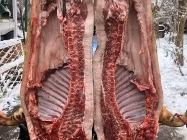 Pigs (batch, sex not specified), 