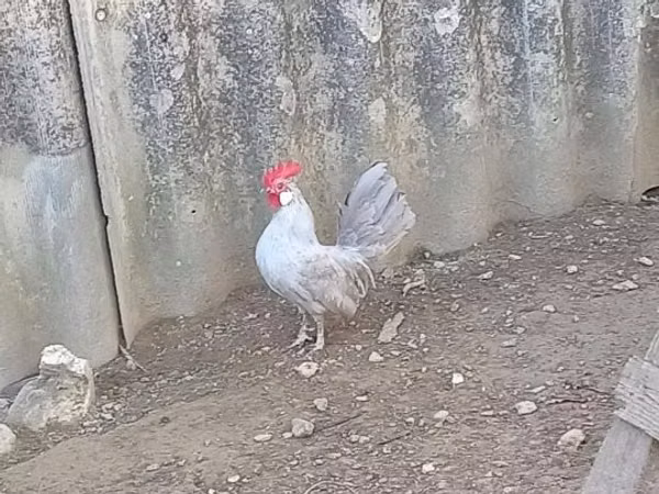 داتچ بانتام