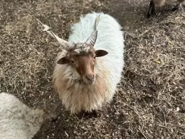 Ram, Racka sheep — Hungary