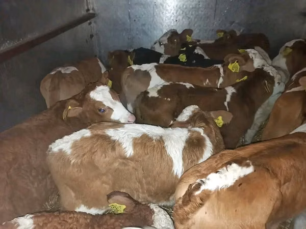 Cattle (batch, sex not specified), Limousin cow