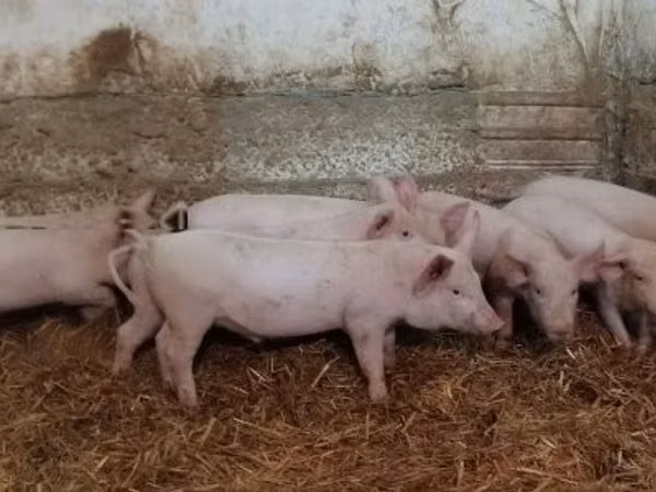 Sow,  — Hungary