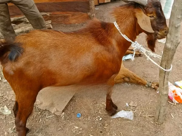 公山羊, Goats