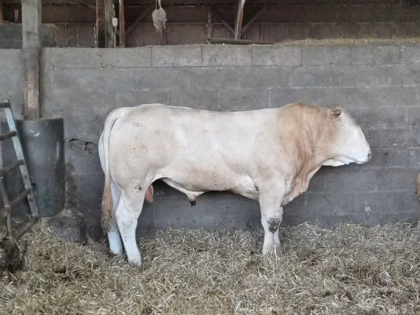 Bull, Cattle — United Kingdom