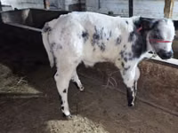Bull, Belgian Blue — photo 8
