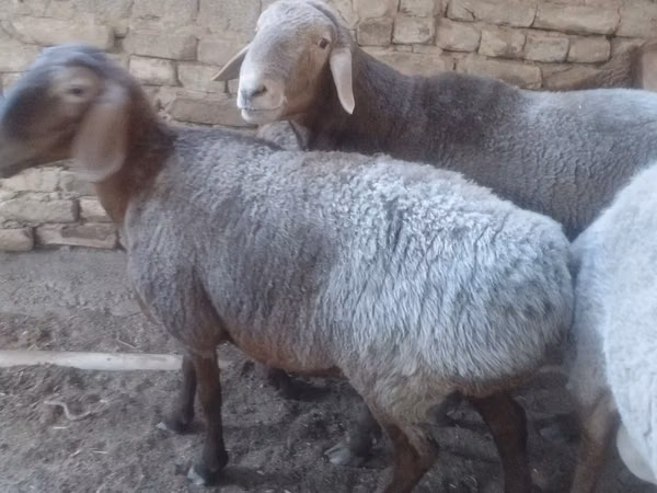 Sheep, Sheep