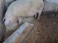 ሴት አሣማ, Pigs — ፎቶ 2