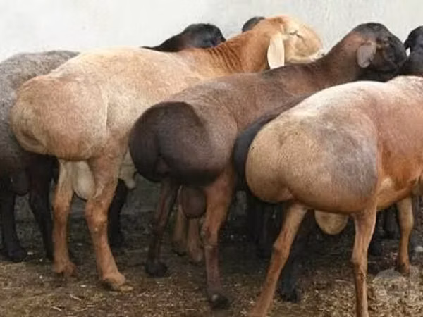 Ram, Sheep — Uzbekistan