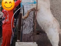 Kozel, Nubian Goat — foto 1