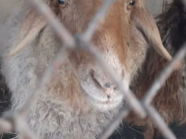 Ram, Sheep — Uzbekistan