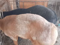 Ram, Rhon sheep — photo 6