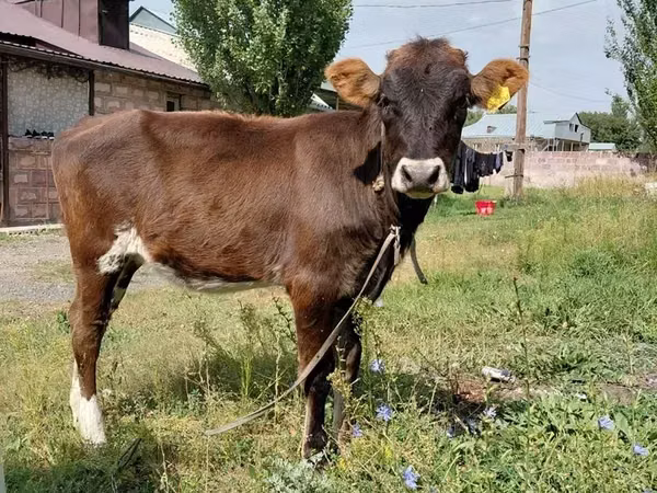 Cow, Cattle — Armenia