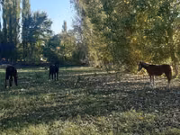مادیان, اسب — عکس 6