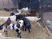 Țap, Pomellata goat — foto 1