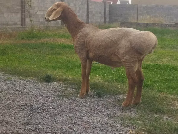 قوچ, Edilbay sheep — قرقیزستان