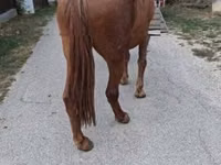 Kuda betina, Horses — foto 1