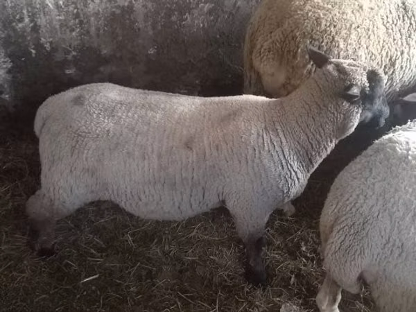 Sheep, Sheep