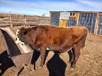 Bulle, Simmental cattle — Foto 1