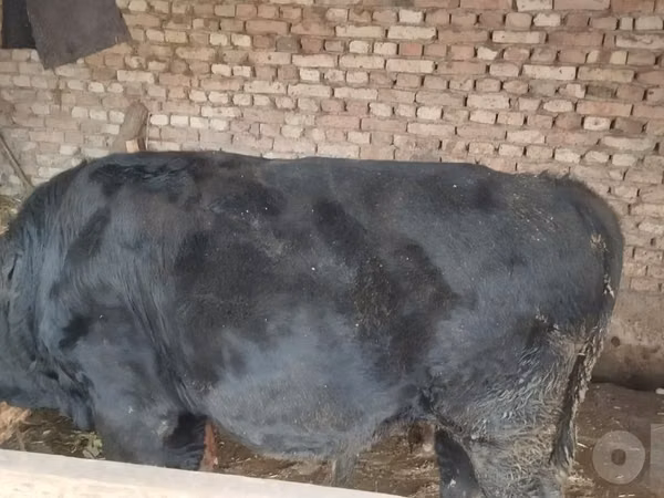Bull, Aberdeen-Angus — Uzbekistan