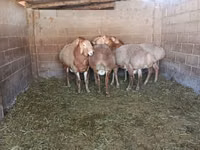 Baran, Arashan sheep — zdjęcie 4