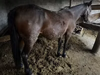 Kuda betina, Horses — foto 2