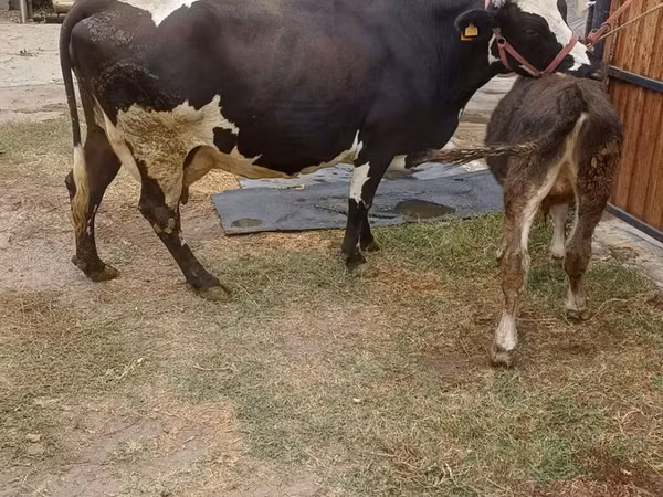 Cow, Alatau breed