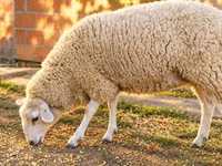 Biri-biri betina, British  Milksheep — foto 3