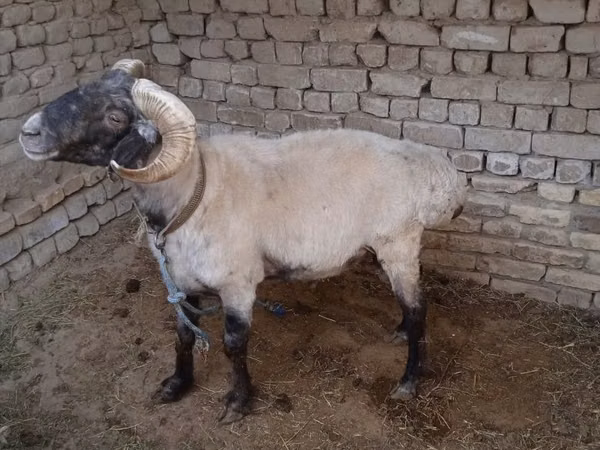Ram, Sheep — Uzbekistan