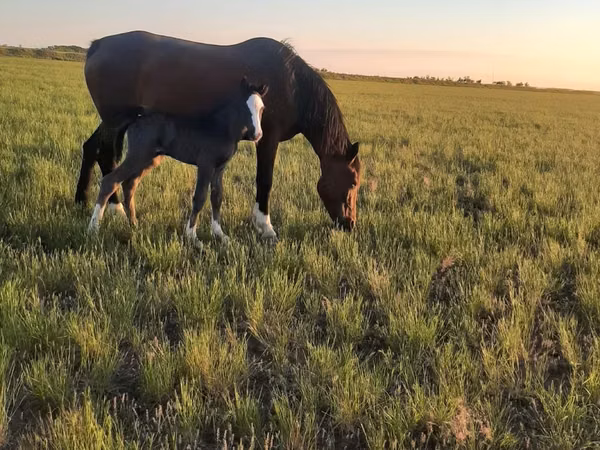 Madyan, Kazakh horse — Qazaxıstan