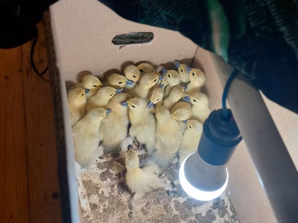Ducks — Azerbejdżan