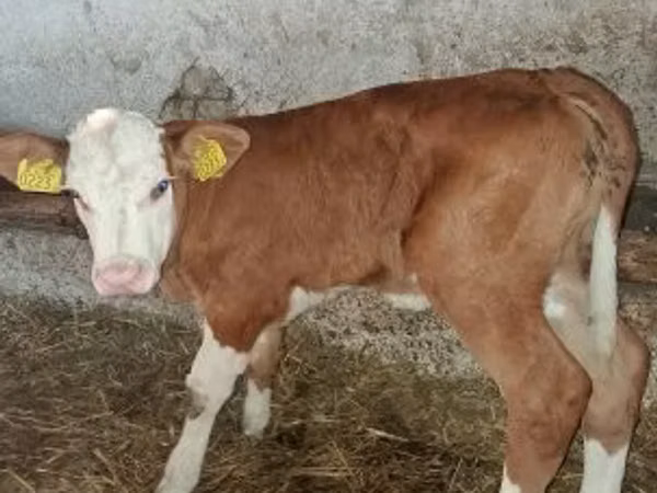 Krava, Simmental cattle — Maďarsko