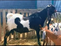 Geit, Gembrong goats — foto 2