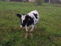 Krava, Russian Black pied cattle — fotografija 3