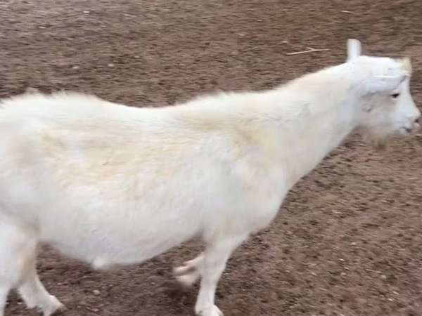 Billy Goat, Saanen goat — Kazakhstan