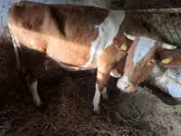 بقرة, Simmental cattle — الصورة 2