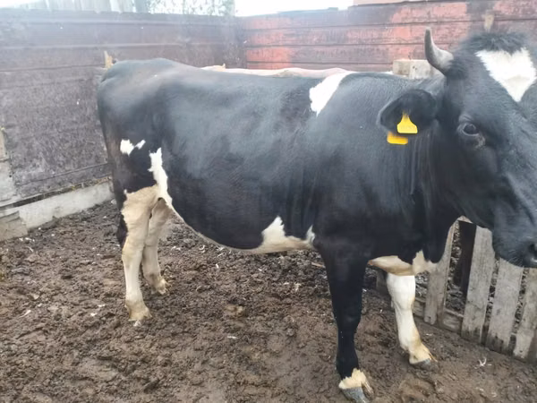 Cow, Swiss cattle — Kazakhstan