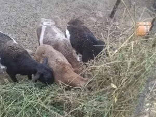 Ram, Cameroon sheep