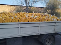🌽🌽🌽Жугору Сатылат 🌽🌽🌽Продаю Кукурузу ✅✅✅качество 💯💯💯 — снимка 2