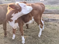 Býk, Simmental cattle — foto 4