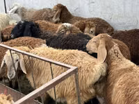 میش, گوسفند — عکس 4