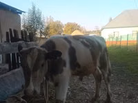 የጎትት አውራ በግ, Sheep — ፎቶ 3