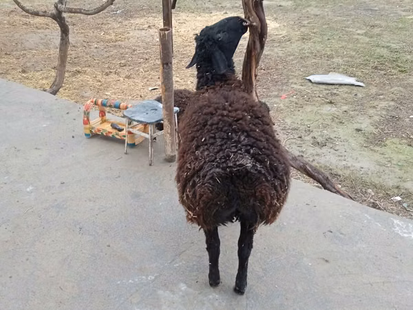 Ram, Sheep — Uzbekistan