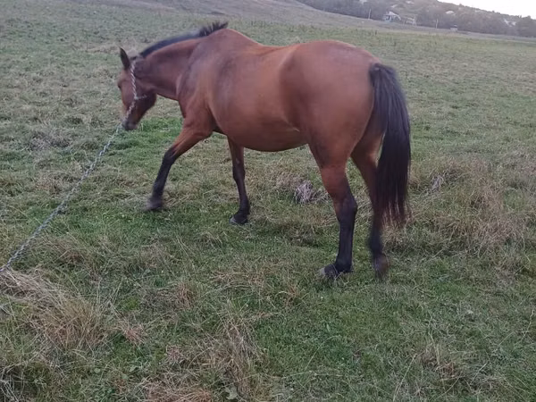 Mare, Horses — Moldova