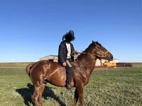 Horse (M), Horses — photo 3