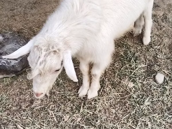 Cabra, Cabras