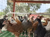 Chickens — foto 3