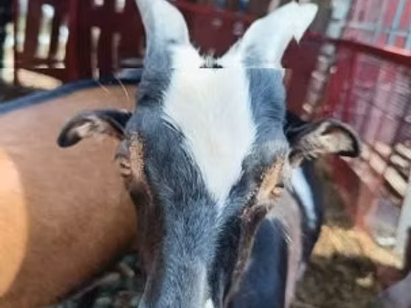 Goat, Goats