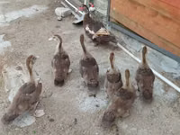 Ducks — photo 3