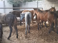 Kůň, Koně — foto 3