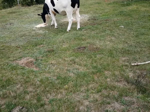 Cow, Russian Black pied cattle — Poland