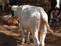 Toro, Bovini — foto 1